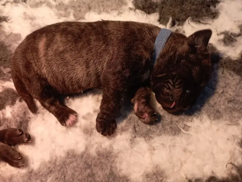 Dogo Canario  Chiot 6 Du Lor'Molosses