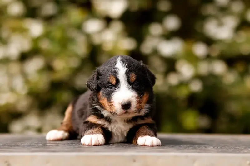 Bouvier Bernois  Chiot 8 De La Vallée De L'Hyrome