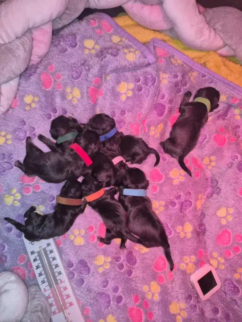 Pekinois  Chiot 4 J M'S Vagab