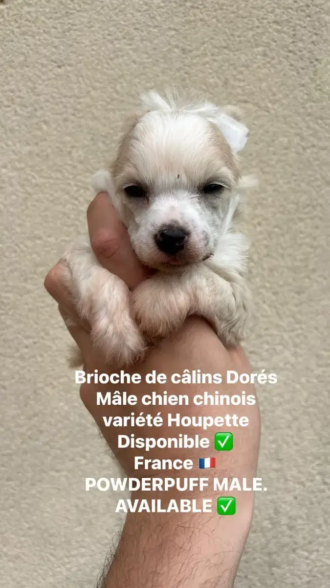 Chien Chinois À Crête  Brioche Des Câlins Dorés
