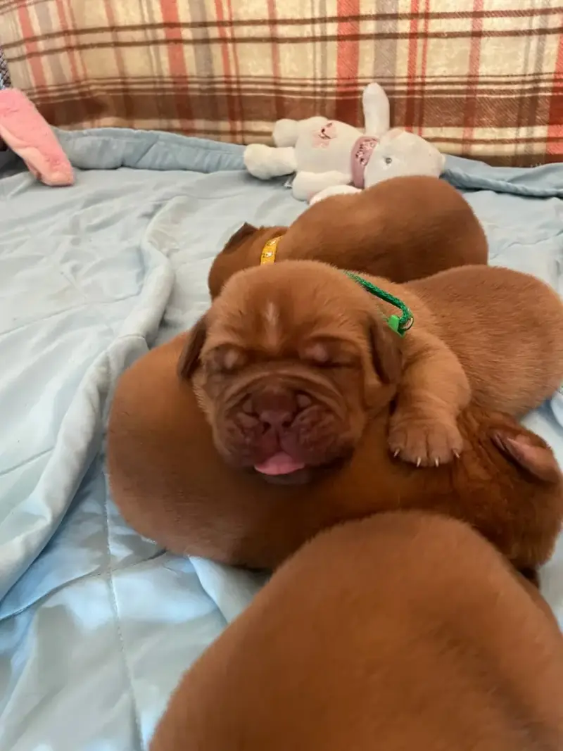 Dogue De Bordeaux  Vert Des Sources Precieuses