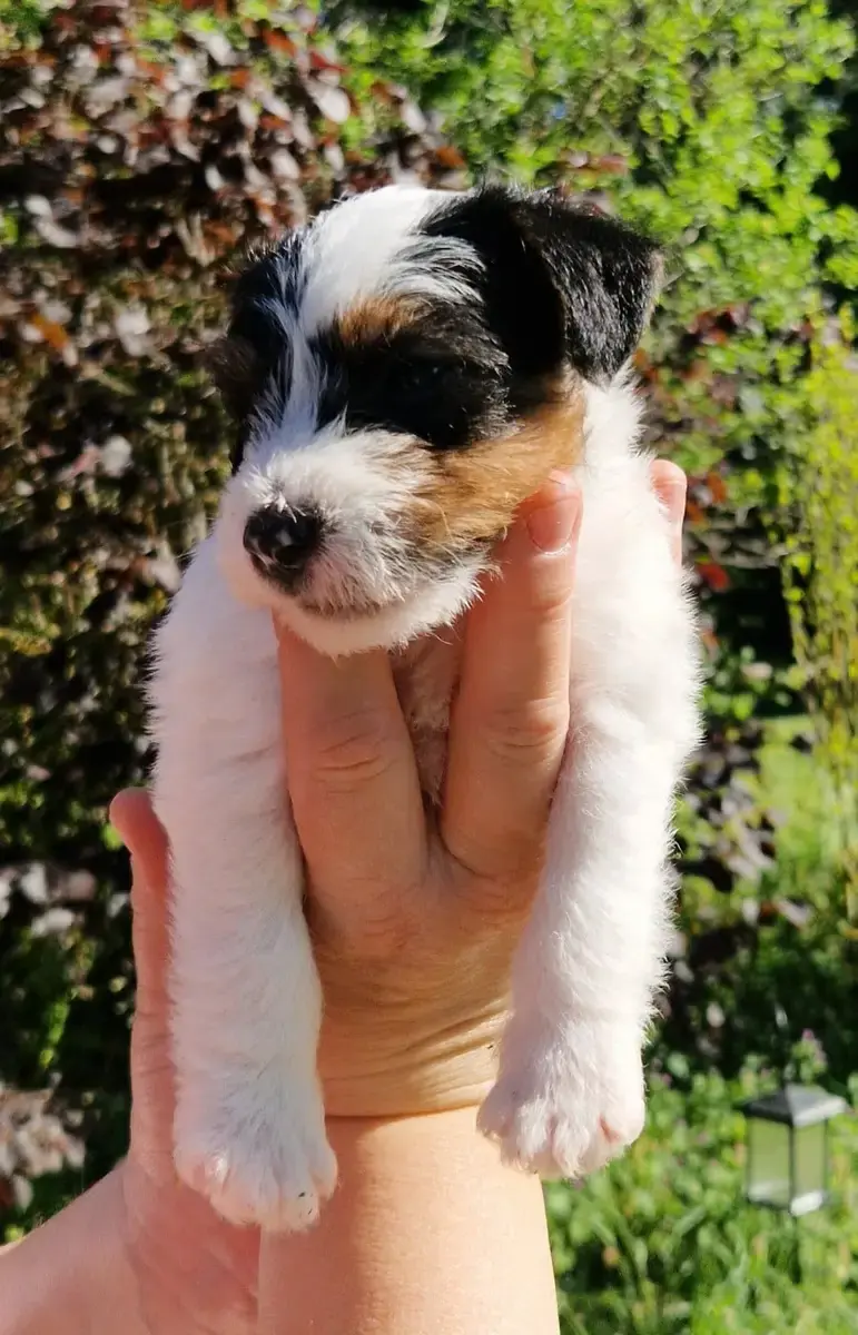 Parson Russell Terrier  B'Shikoba De La Tribu De Kitc 63dee