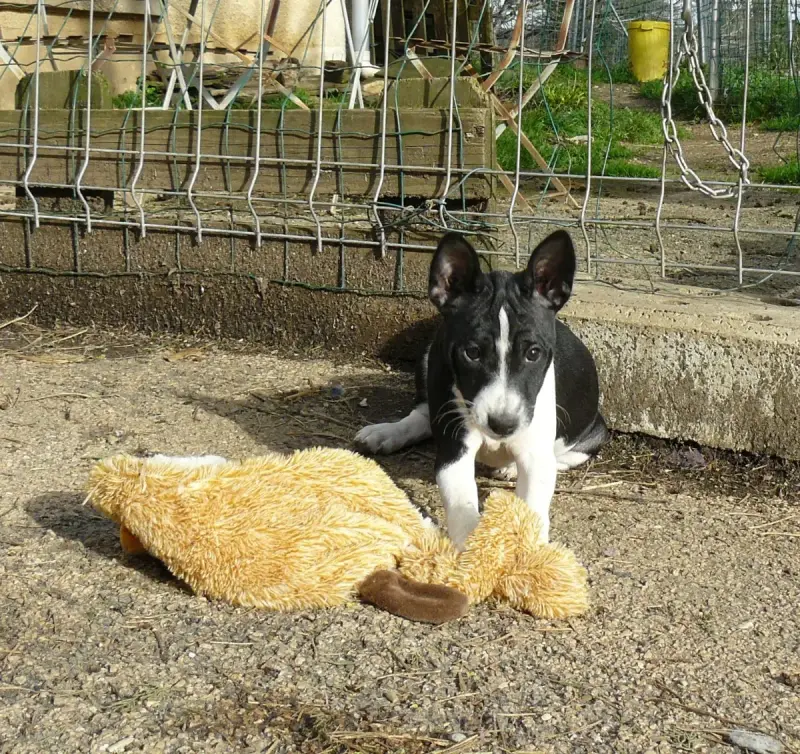 Basenji  Ayanda Nevali Çori