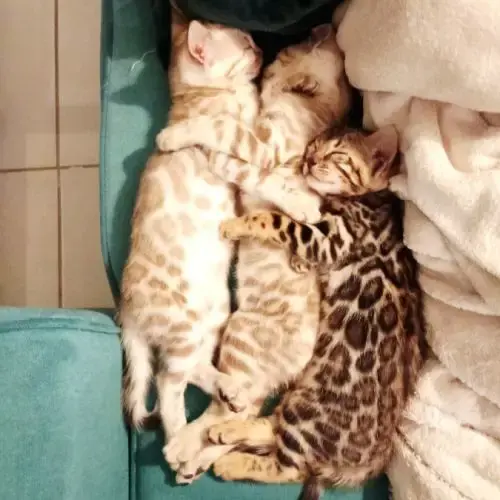 Magnifique Bengal
