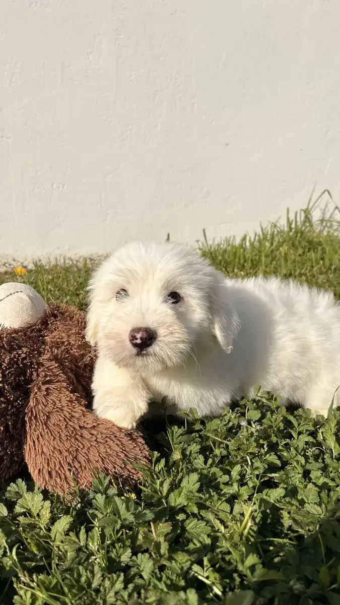 Coton De Tulear  Blaze Des Trois G
