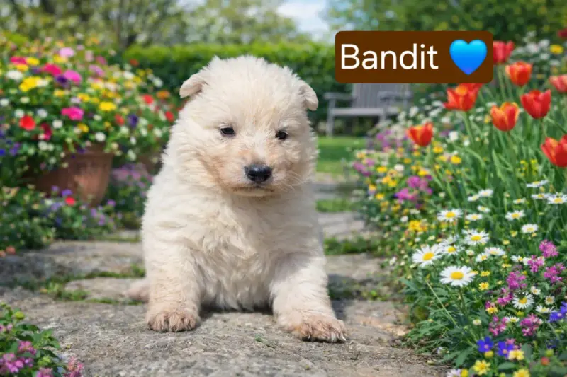Berger Blanc Suisse  Bandit Des Hauts De Menaurupt
