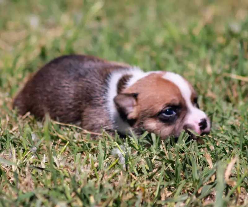 Staffordshire Bull Terrier  Chiot N°1 Oogie Boogie