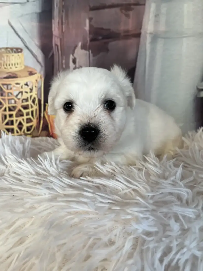 Coton De Tulear  Buzz Des Trois G