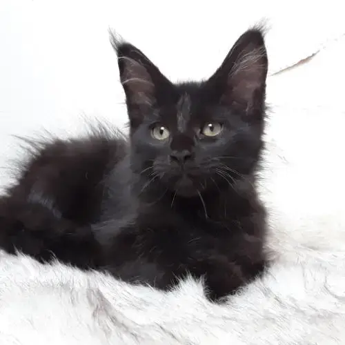 Arizona Chaton Maine Coon Avec Pedigree
