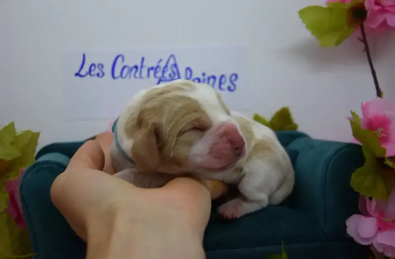 Basset Hound  Biscuit Des Contrées Alpines