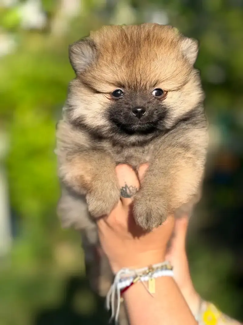 Spitz Allemand  Chiot N°5 Of The Dark Sea