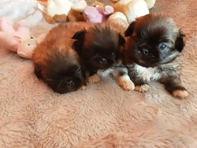 Pekinois  Appoline Des P'Tits Bouts D'Entrain