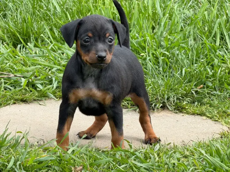 Pinscher Nain  Chiot N°1 Du Moulin De Madjurie