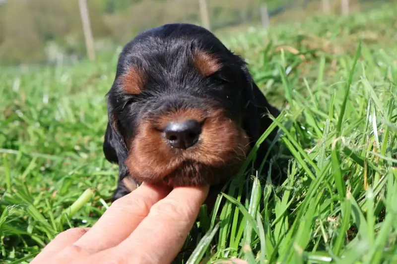 Setter Gordon  Monsieur Blanc Du Domaine De Phoebapoo 935a9