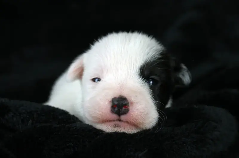 Parson Russell Terrier  Chiot 1 Des Very Important Pa e9874