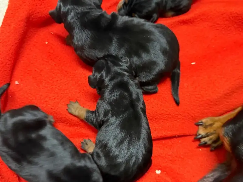 Pinscher Nain  Chiot N°4 Du Moulin De Madjurie
