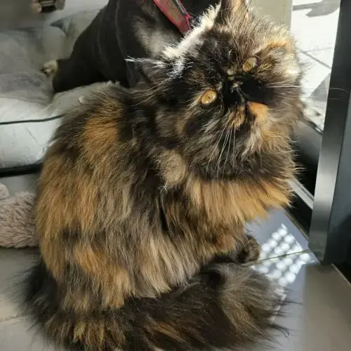 Chaton Persan