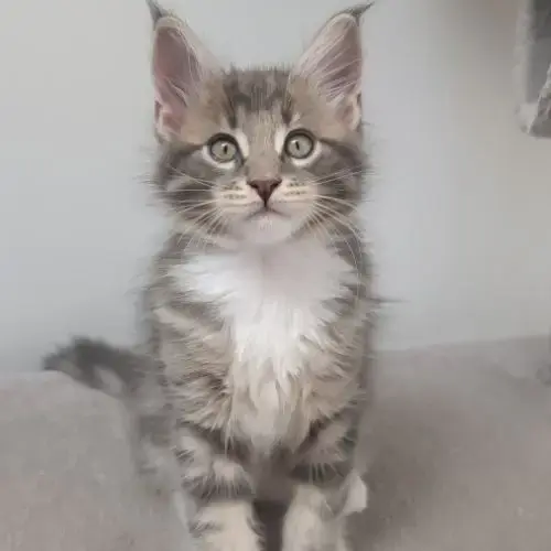 Chaton Maine Cooon