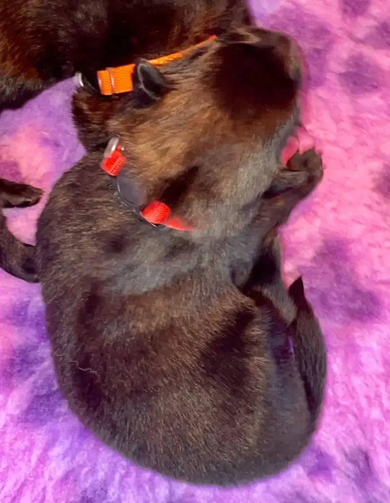 Berger Hollandais  Chiot Rouge Du Domaine De Tanaris 0adb0