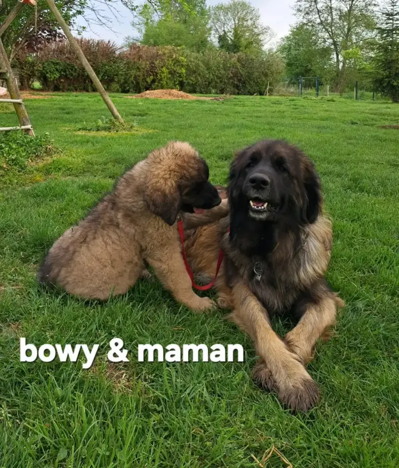Leonberger  Chiot 5 R 1 Maron Bowy Du Pont Des Aulnes 09472
