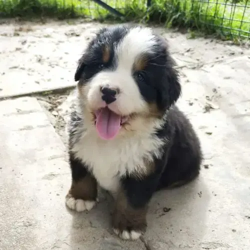 4 Bébés Bouvier Bernois Lof Mâles