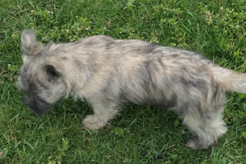Cairn Terrier  Chiot 3 De La Paix Retrouvee
