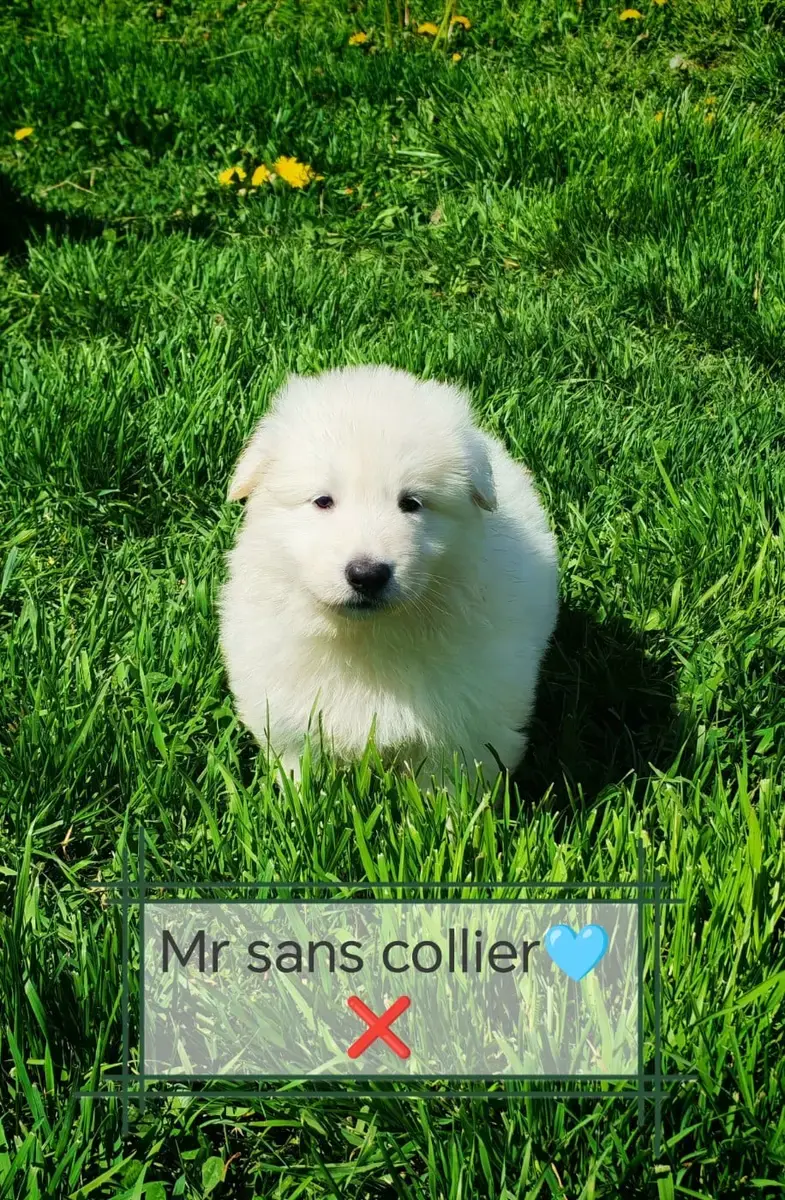 Berger Blanc Suisse  Chiot N°5 De L'Esprit Blanc Des  2b2f3