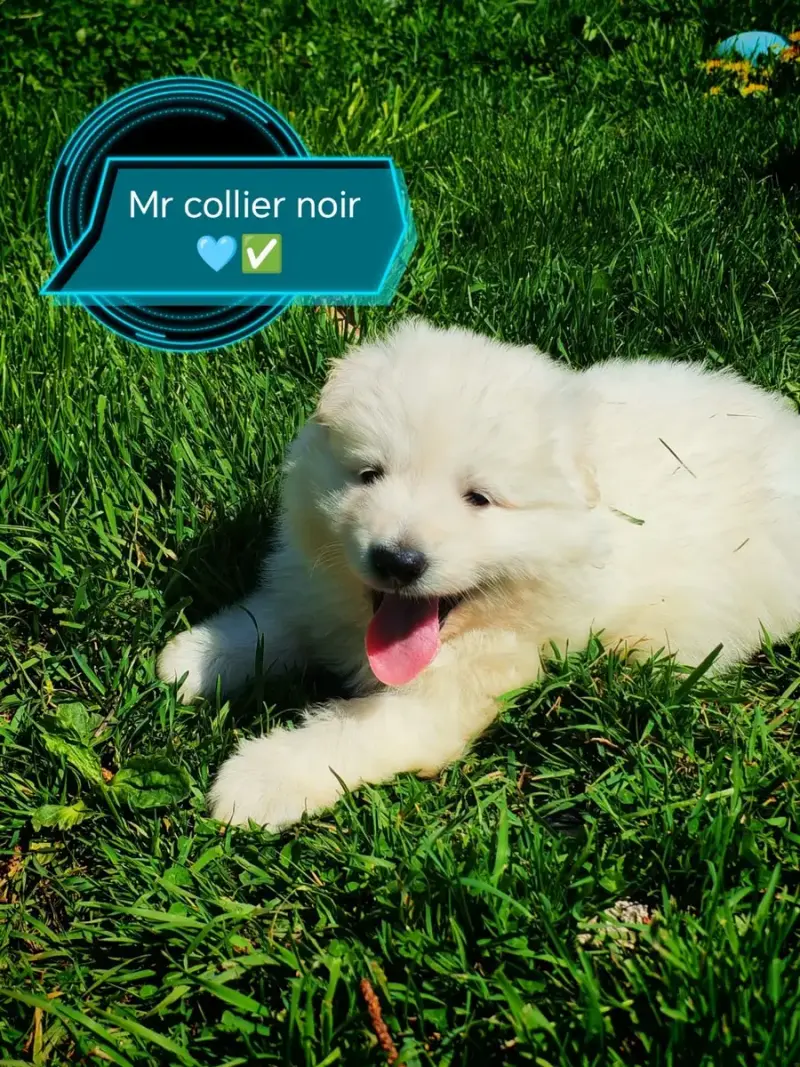 Berger Blanc Suisse  Chiot N°2 De L'Esprit Blanc Des  97529