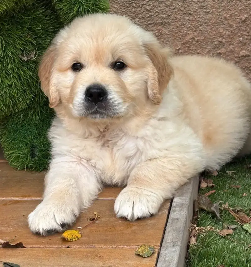 Golden Retriever  Orange