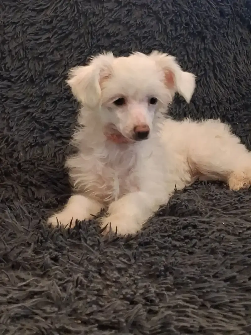 Chien Chinois À Crête  Alma Des Trésors Des Petites C b73cc
