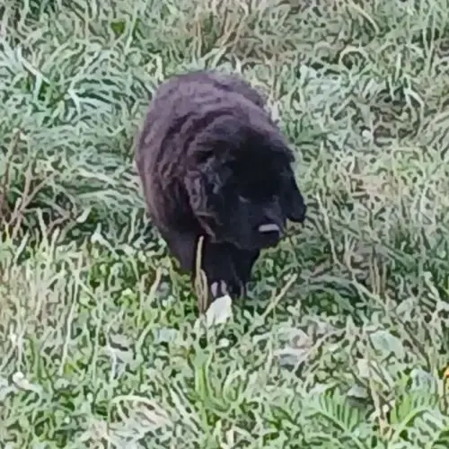 Chiots Terre Neuve