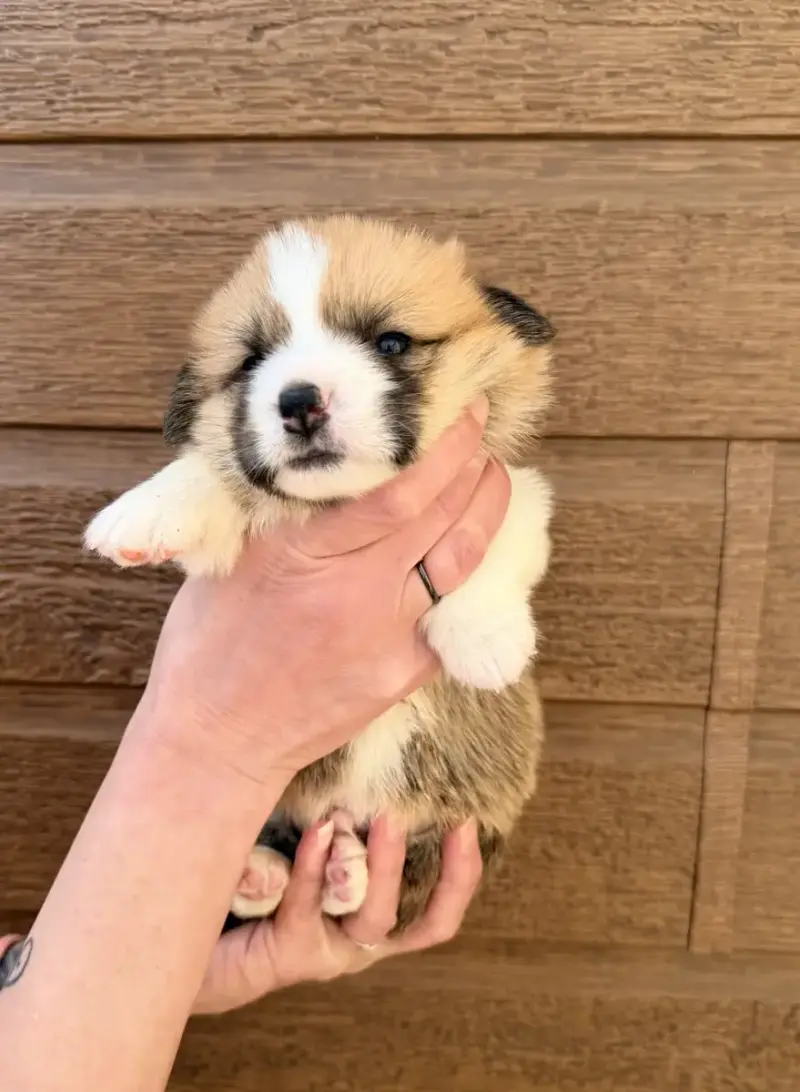 Welsh Corgi Pembroke  Chiot N°3 Des Anges D'Héra
