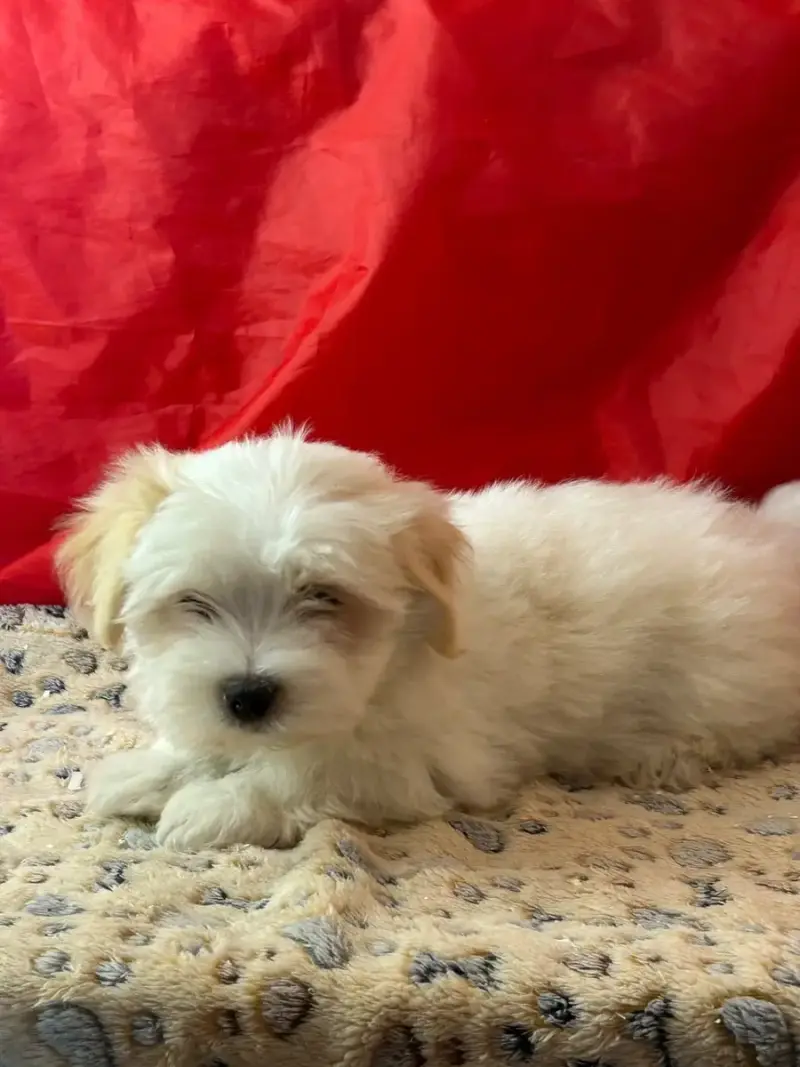 Coton De Tulear  Bilbo Du Hameau De Roxane