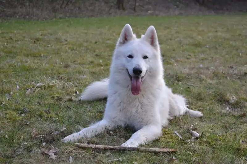 Berger Blanc Suisse  Chiot N°4 De La Vallée Du Lilas  a734e