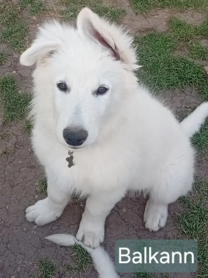 Berger Blanc Suisse  Balkann De La Légende Boréale