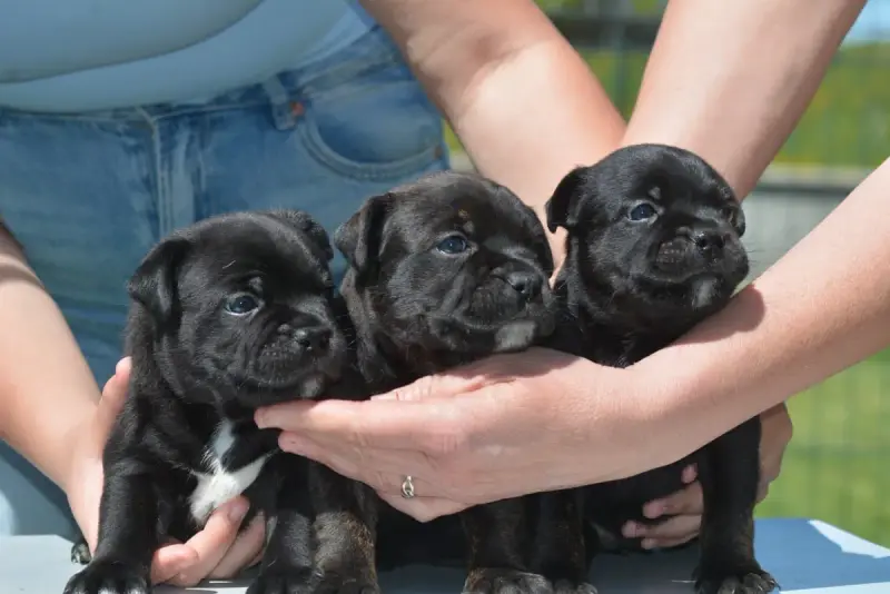 Staffordshire Bull Terrier  Chiot 2 Multi Generation 2f646