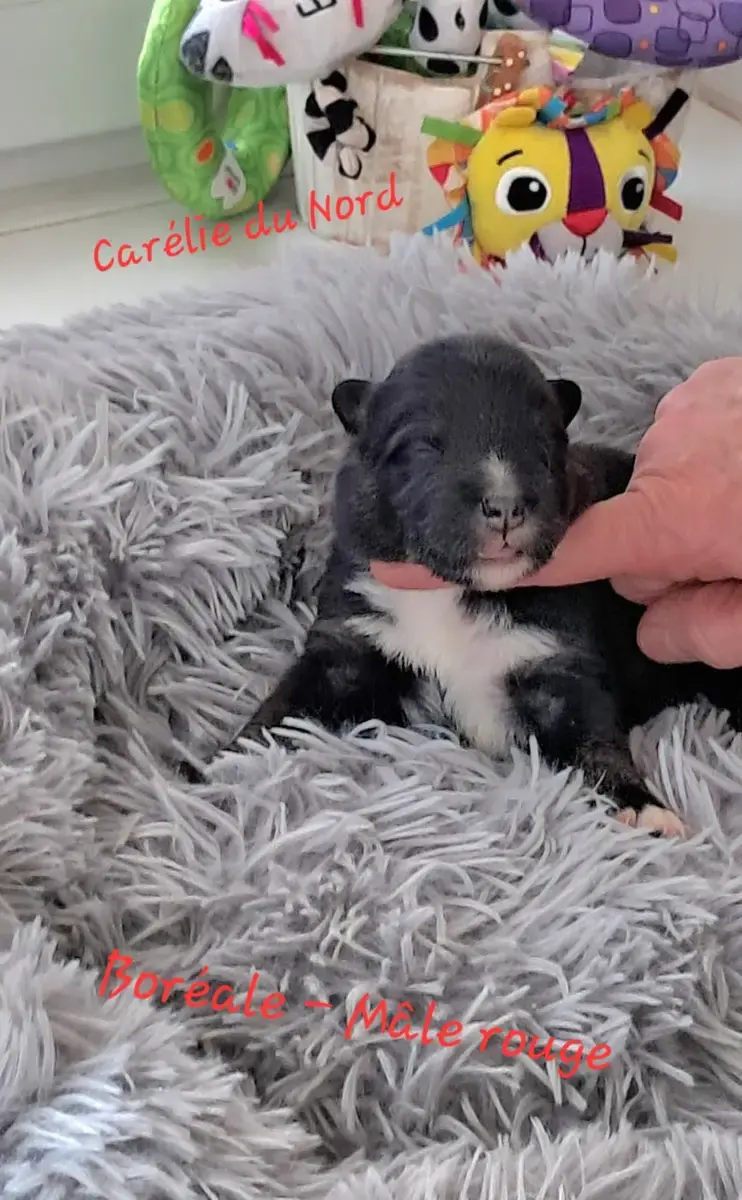Chien Finnois De Laponie  Chiot