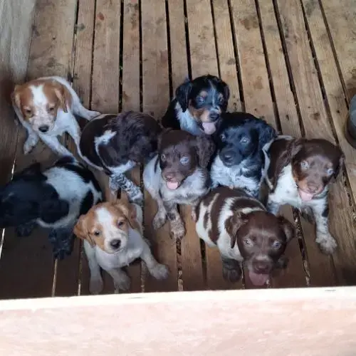 Chiots Epagneul Breton
