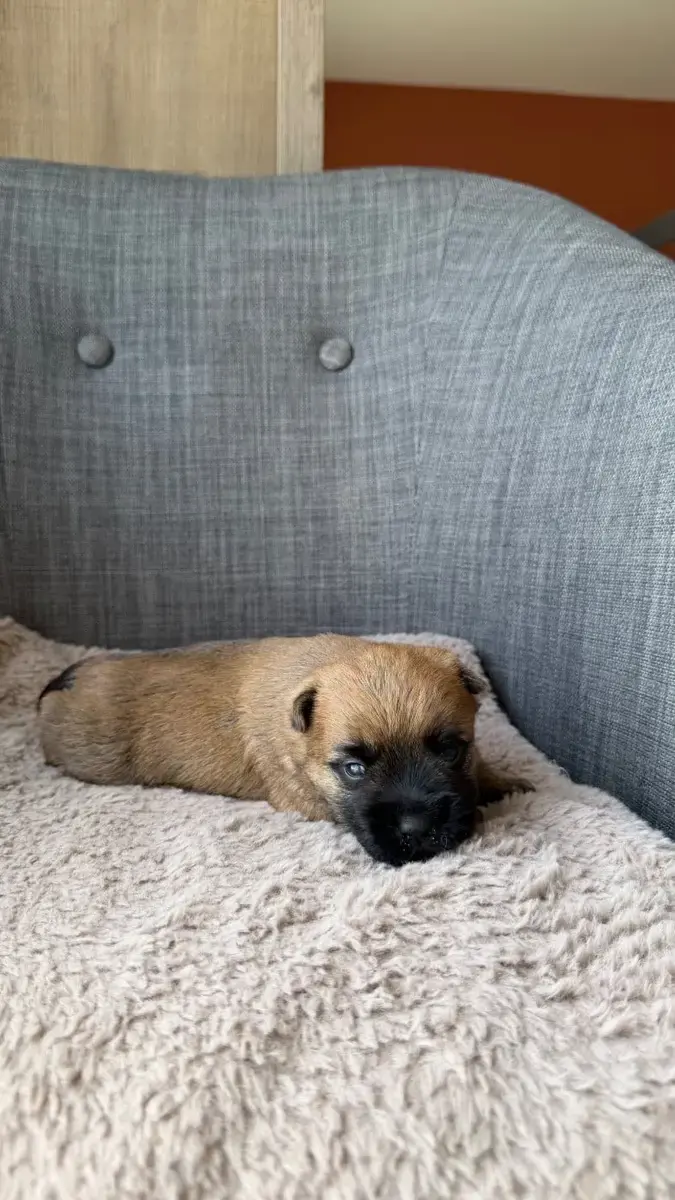 Cairn Terrier  Chiot 5 Du Banc Des Hermelles