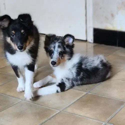 Chiots Berger Des Shetland A Vendre