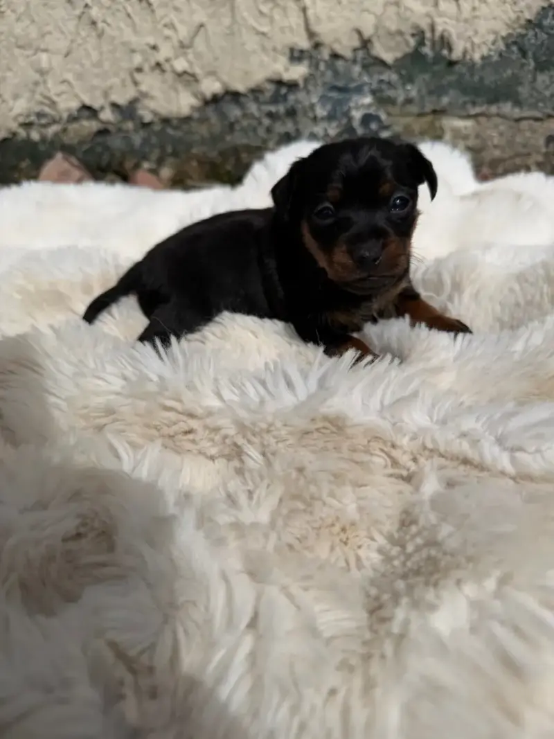 Pinscher Nain  Chiot N°3
