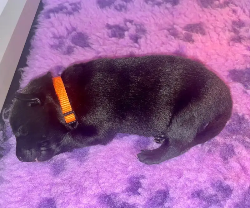 Berger Hollandais  Chiot Orange Du Domaine De Tanaris 49dd9