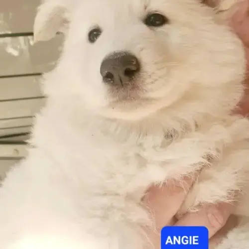 Angie Berger Blanc Suisse Lof