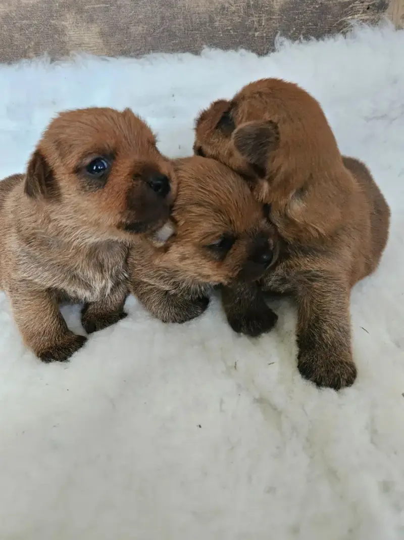 Norfolk Terrier  Chiot N°3 Des Sables Du Nord