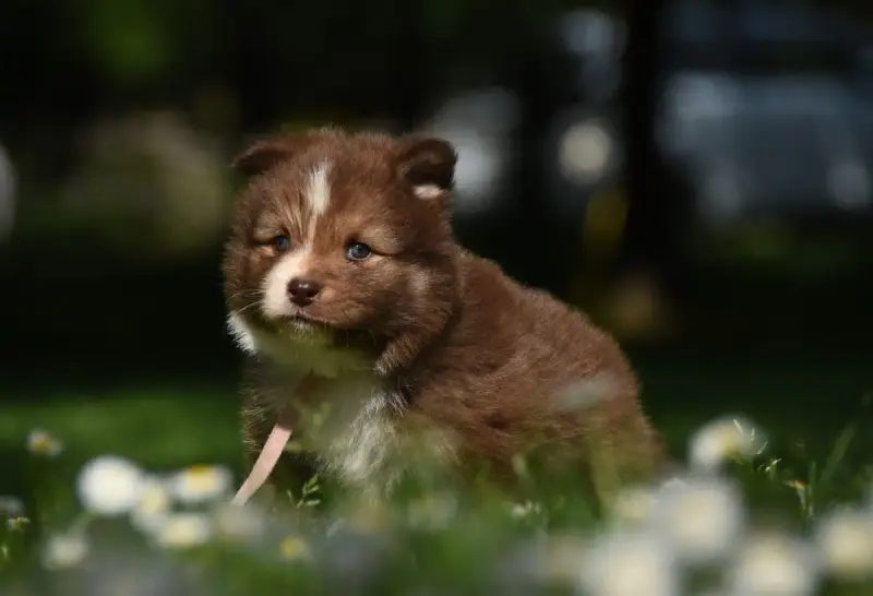 Chien Finnois De Laponie  Chiot N°6 Des Collines De S 1f4dc