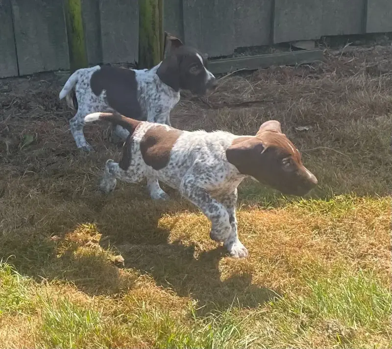 Braque Allemand À Poil Court  Chiot N°1 Des Douces Fr ee618