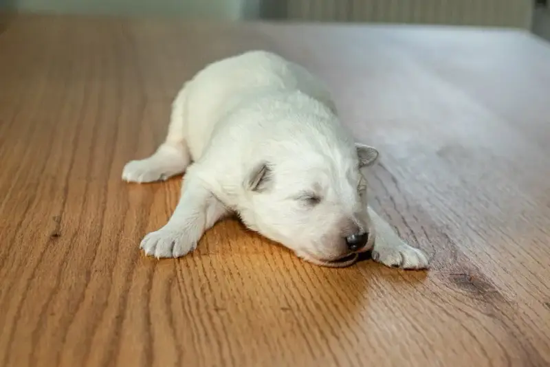 Berger Blanc Suisse  B Des Trois Land