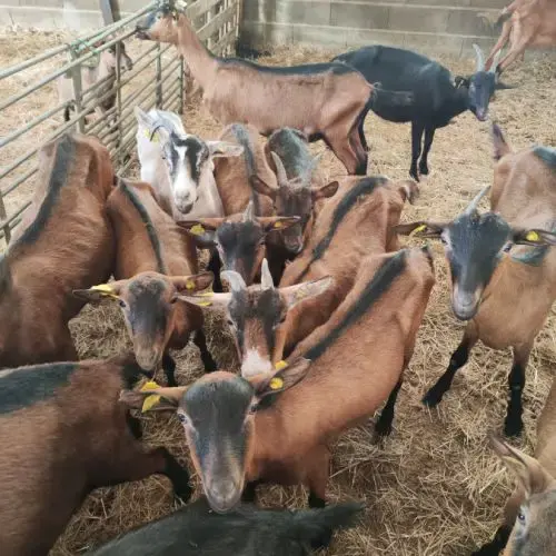 Chèvre Alpine De Un An Et Demi