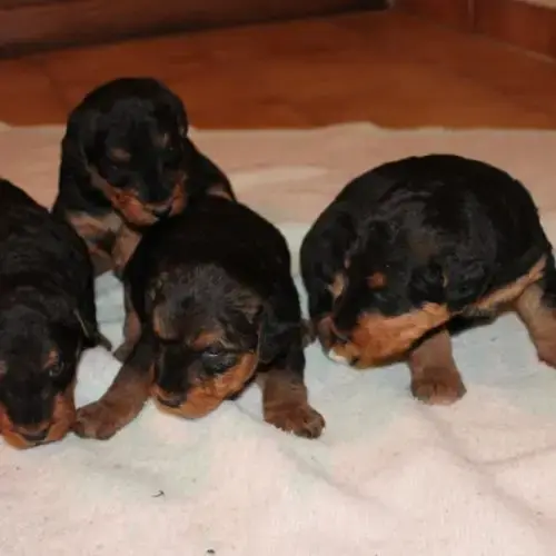 Airedale Terrier Log Chasse