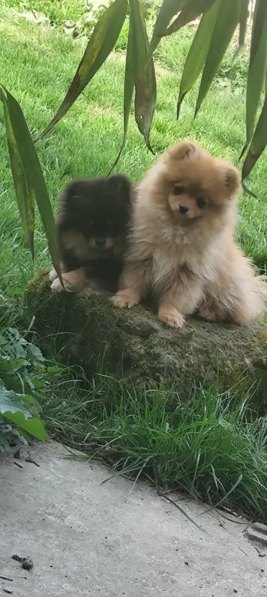 Spitz Allemand  Anabella Des Merveilles De La Nature 5c8f1